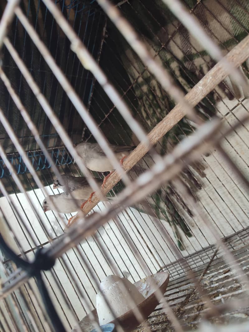 Different Mutation Self chicks available 2