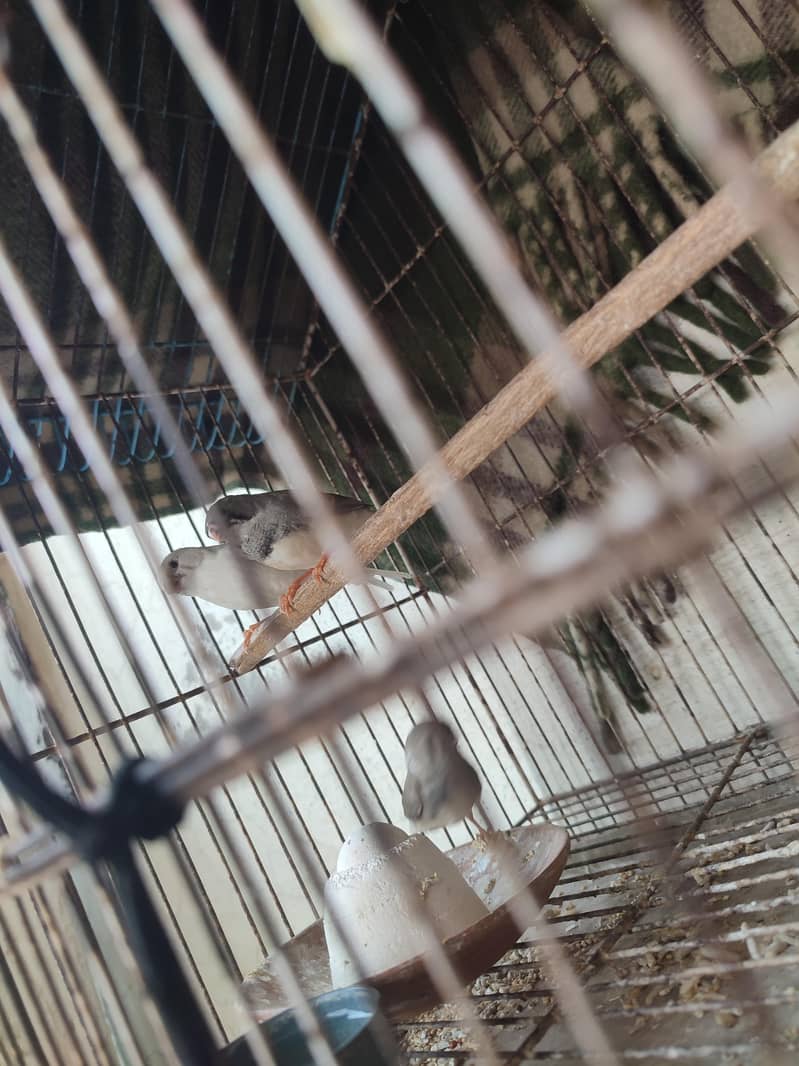 Different Mutation Self chicks available 3