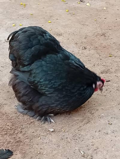 Black Cochin bantam