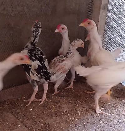 Ko Shamo hen