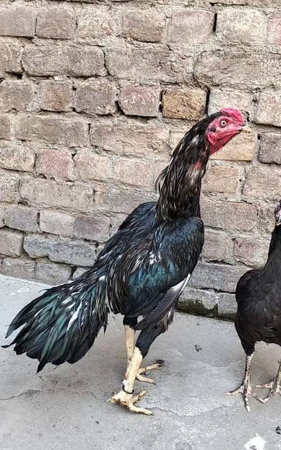 mushka or salata murga available