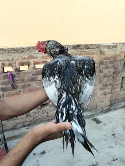 Salayta Aseel Pair available ha 03099019811