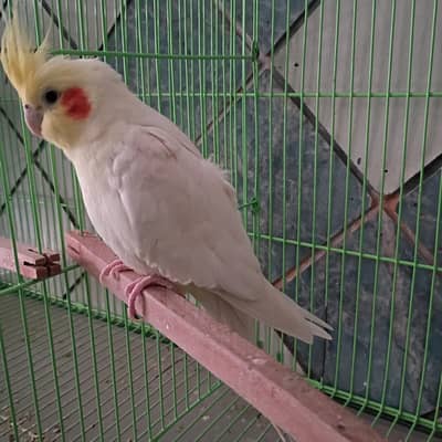 coocktail common white breeding pair