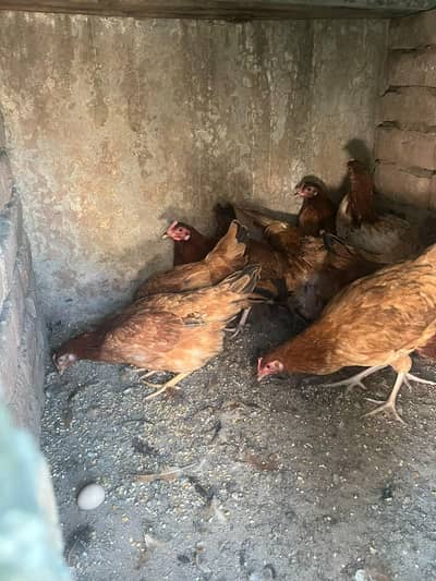 stater murghi fresh egg wali available