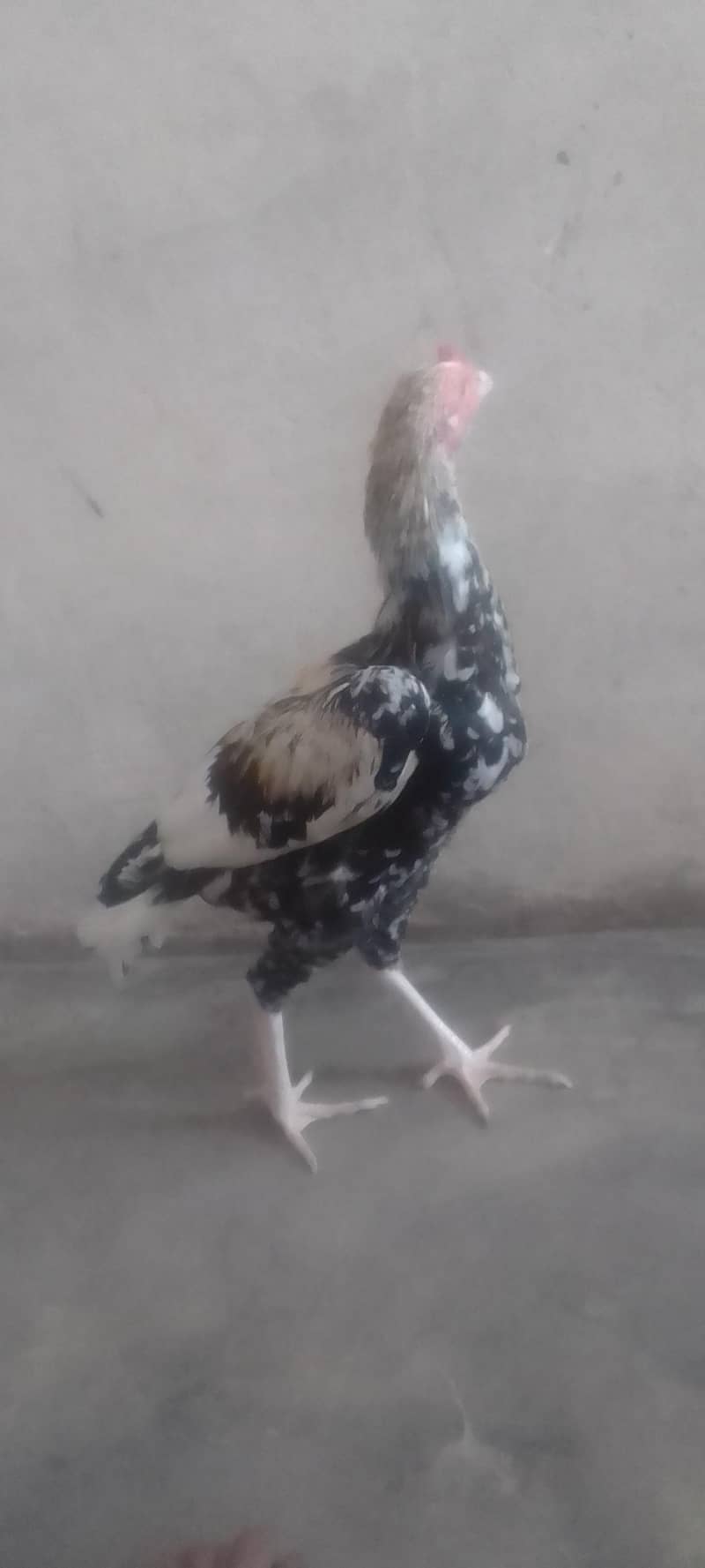 Aseel patha ha 4