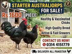 Female Australorp , Astralop , Buyer Needed + RIR