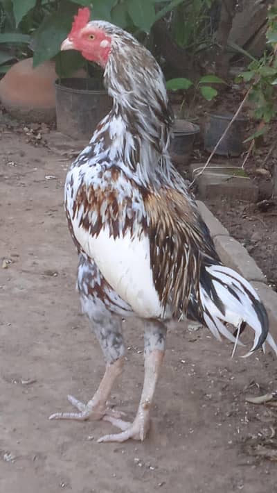 Aseel Murga