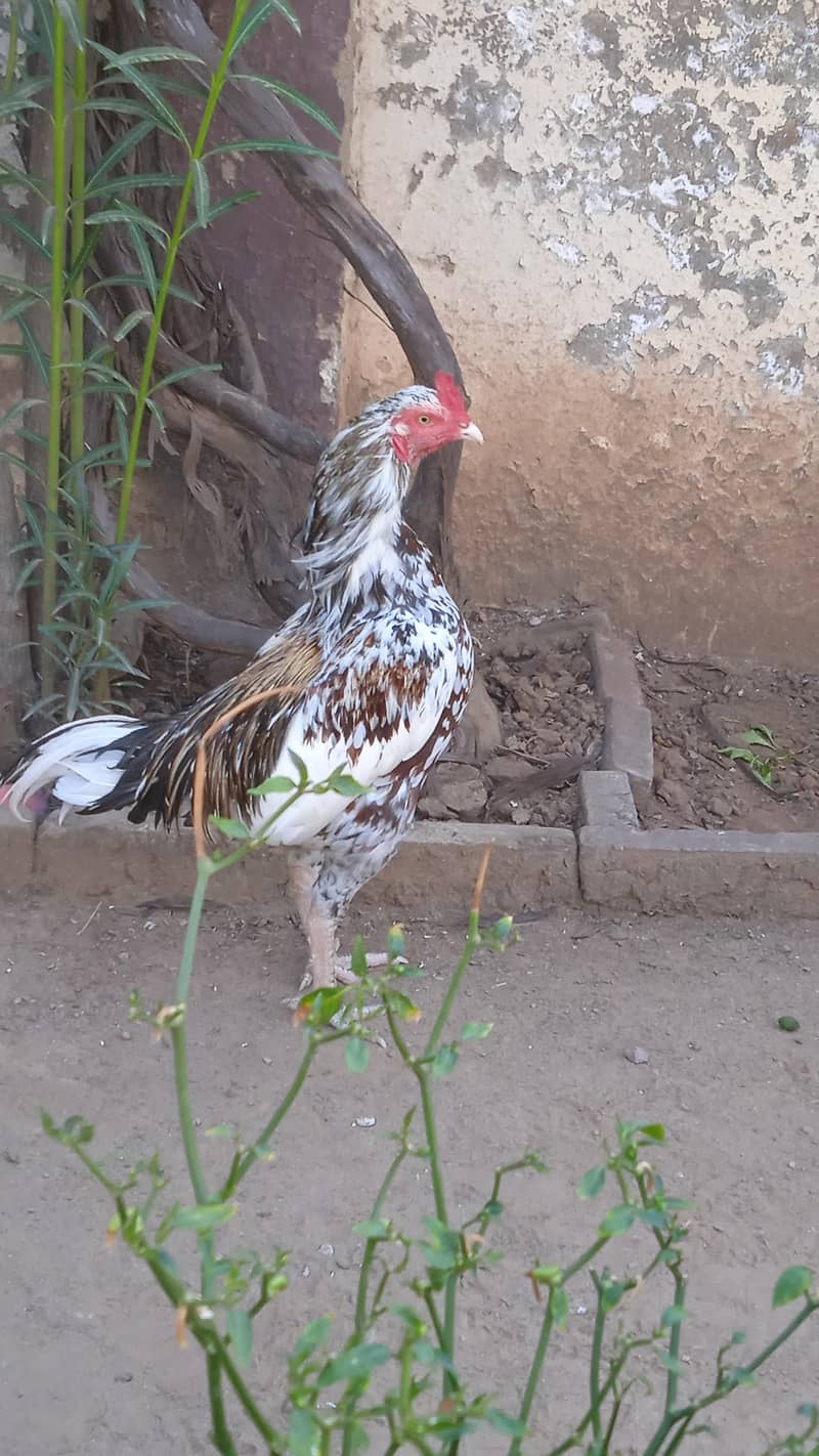 Aseel Murga 1