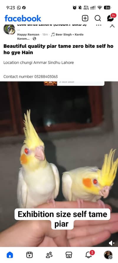male breeder parrot looking for new shelter