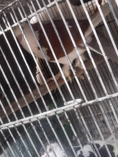 03040214814 is per baat kry karbali kabotar pair breeder