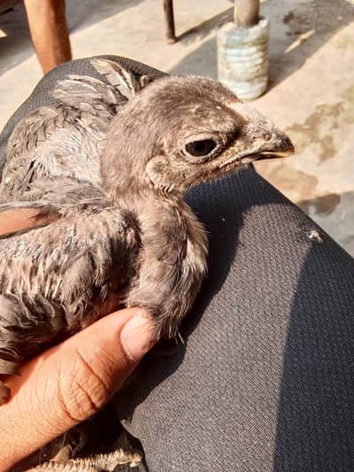 aseel shamo chicks age 3 month