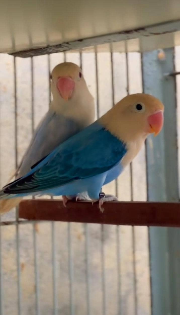 breeder pair 0