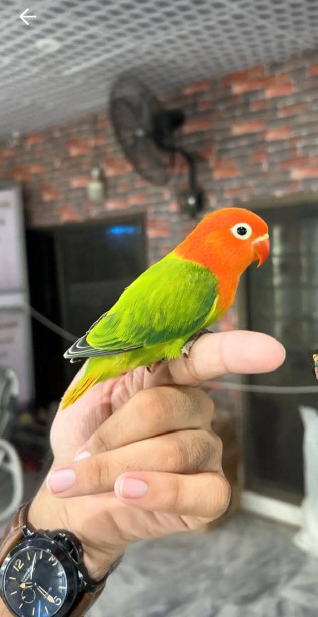 breeder pair 1