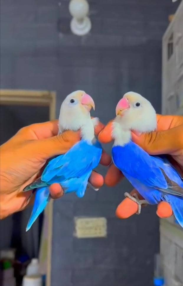 breeder pair 2