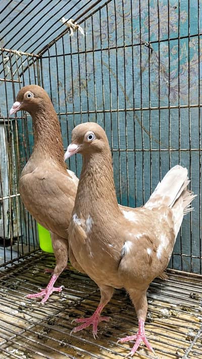 English Pigeons