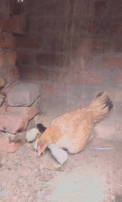 5 aseel chiks or murgi white Hera ka cras bachy hn