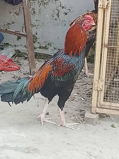 urgent for sale