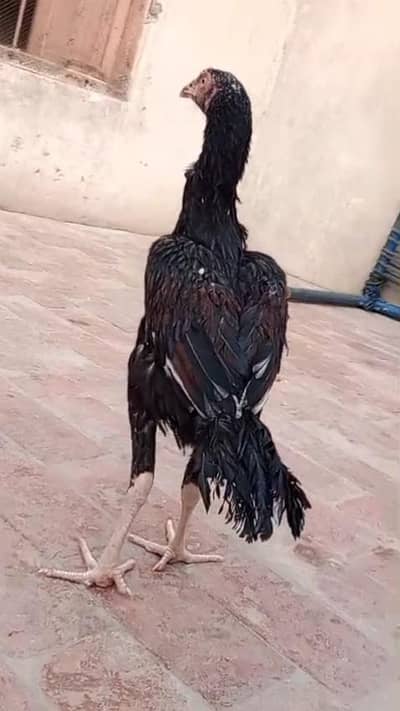 aseel mianwali