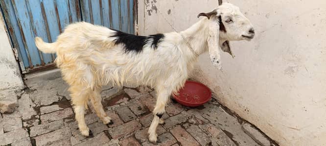 kashmiri phari bakri