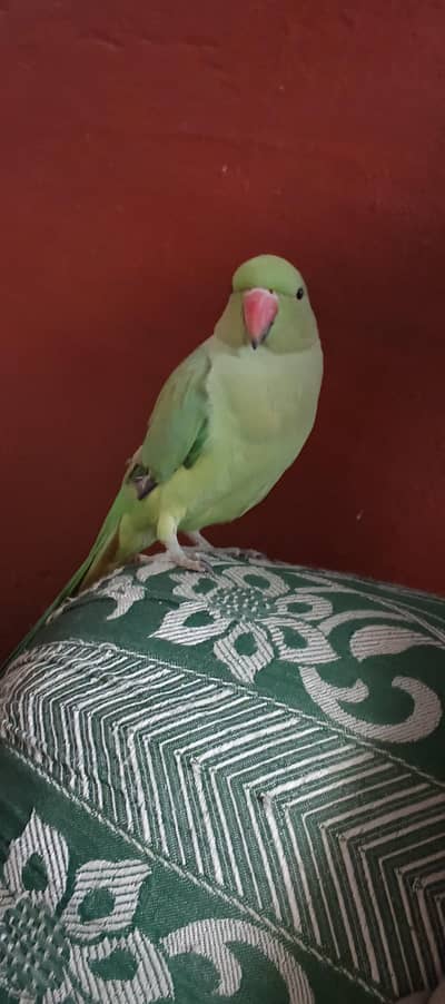 `8 Mahine Ka Hand Tame Talking Ringneck - Quetta - 18000`*