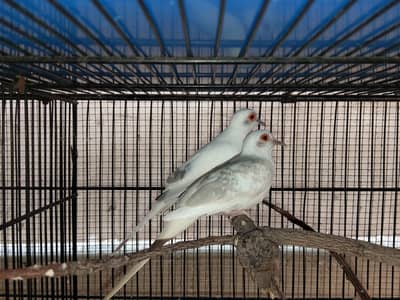 Pied Dove 3 Pairs