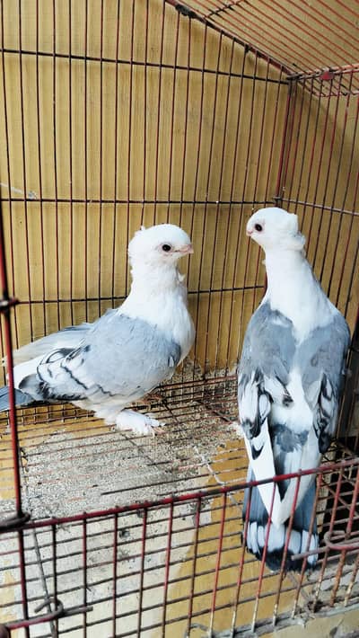 Sentient Blue Pair