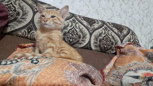 Kitten adoption