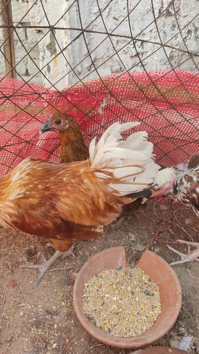 Golden Misri Hens for Sale – 8 Months Old Pair