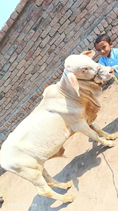 pure ghulabi nukra bull 8 month 3.50 lakh fthe pur kamal