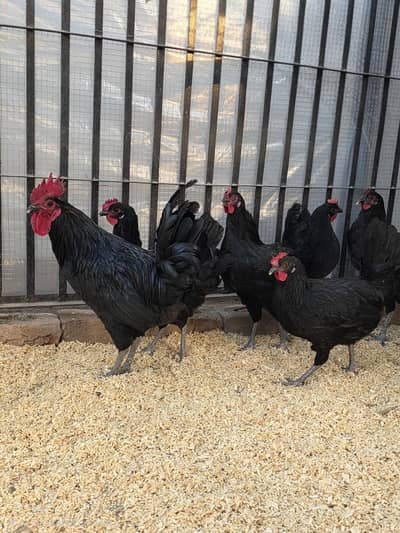 Australorp egg laying hens
