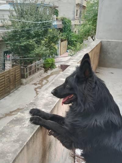 Black German shepherd female