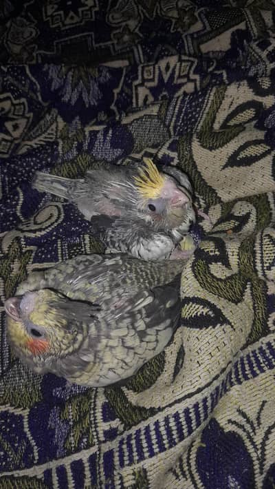 cocktail baby's