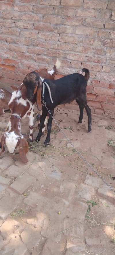 Goat lair for sale in sargodha