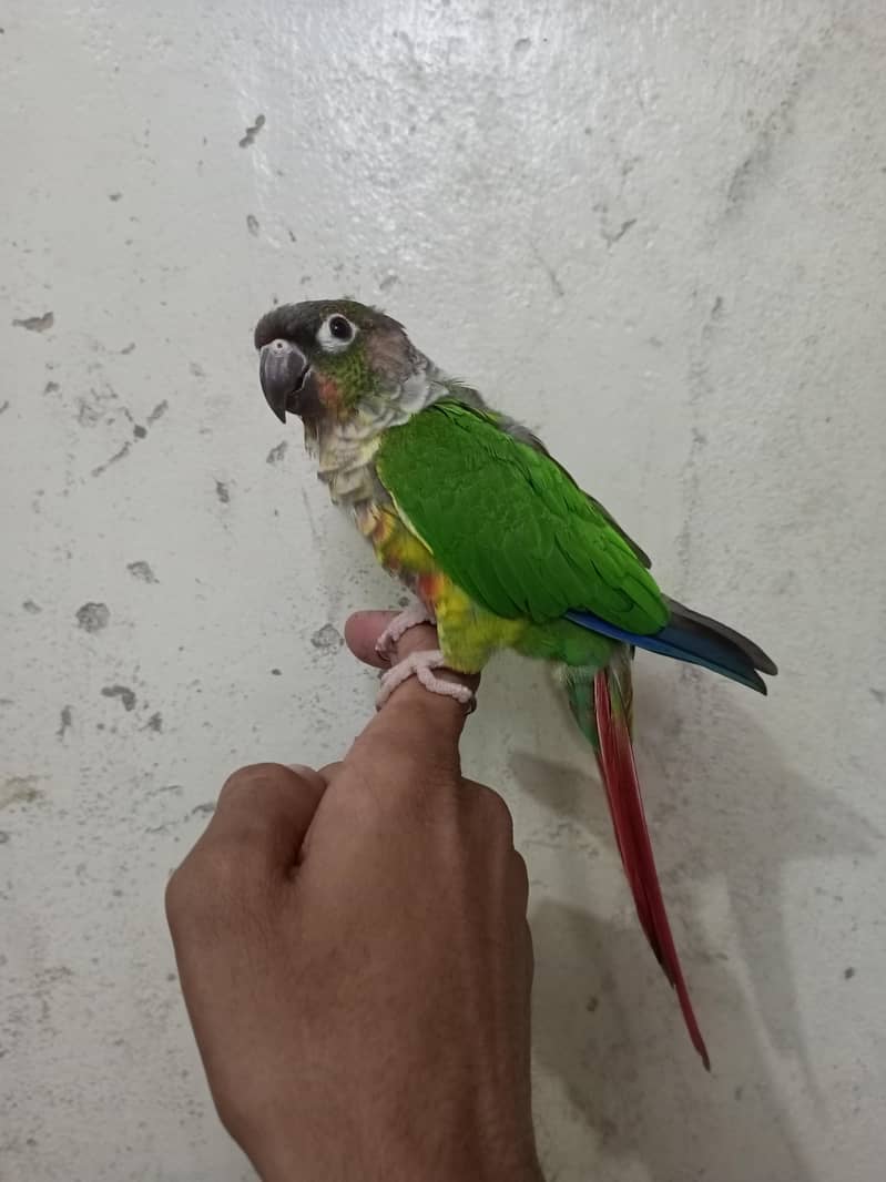 green chick conure 0
