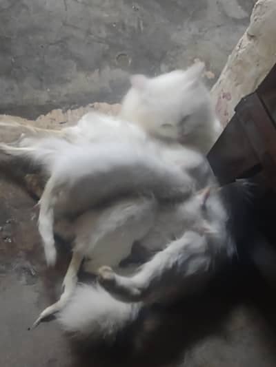 persion cat kids for sale