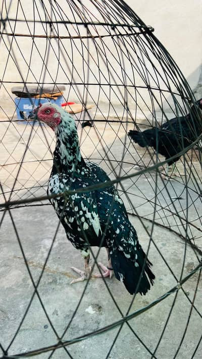 Aseel breeder madi for sale contact WhatsApp : 03245485758