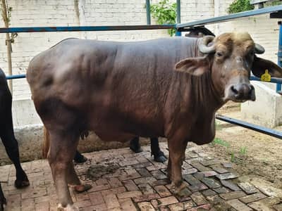 Pure Nili Ravi Buffalo For Sale | نیلی راوی بھینس برائے فروخت
