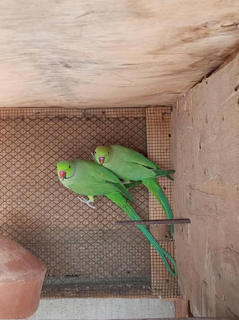 ringneck pair 0