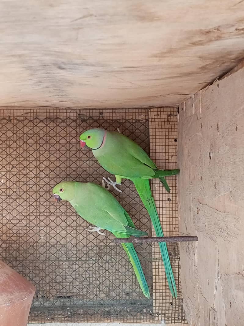 ringneck pair 1