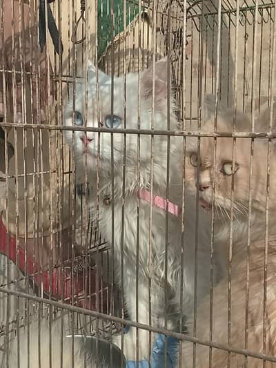 unani cat for sale