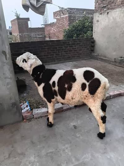 ablak sheep