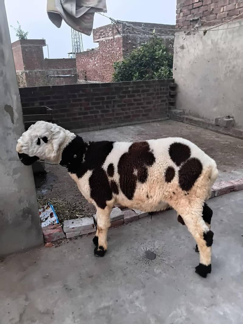 ablak sheep 1