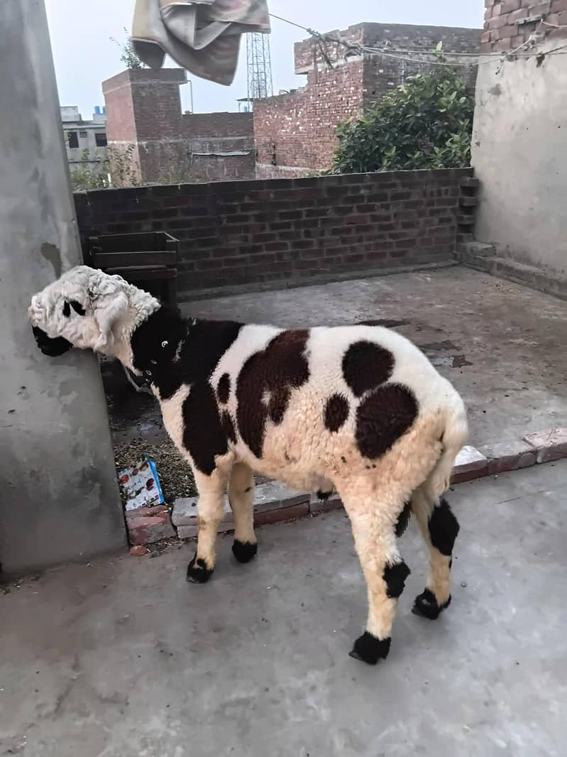 ablak sheep 2