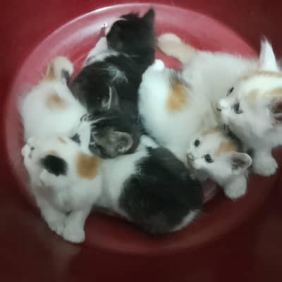 cat family