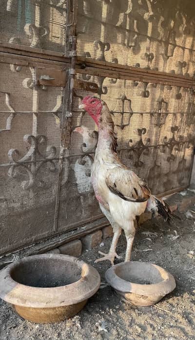 Shamo Female | Lakha madi | White | Black | Aseel Shamo
