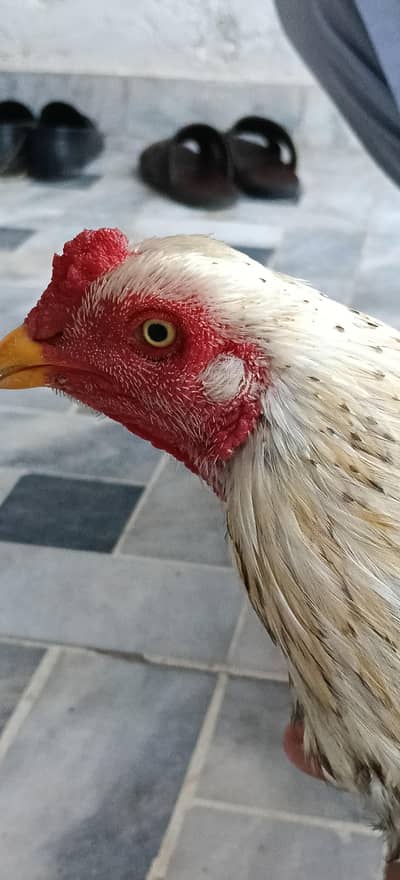 Aseel Rooster for Sale - Home Bred