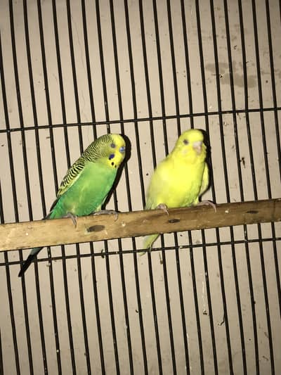 Budgies adult pair