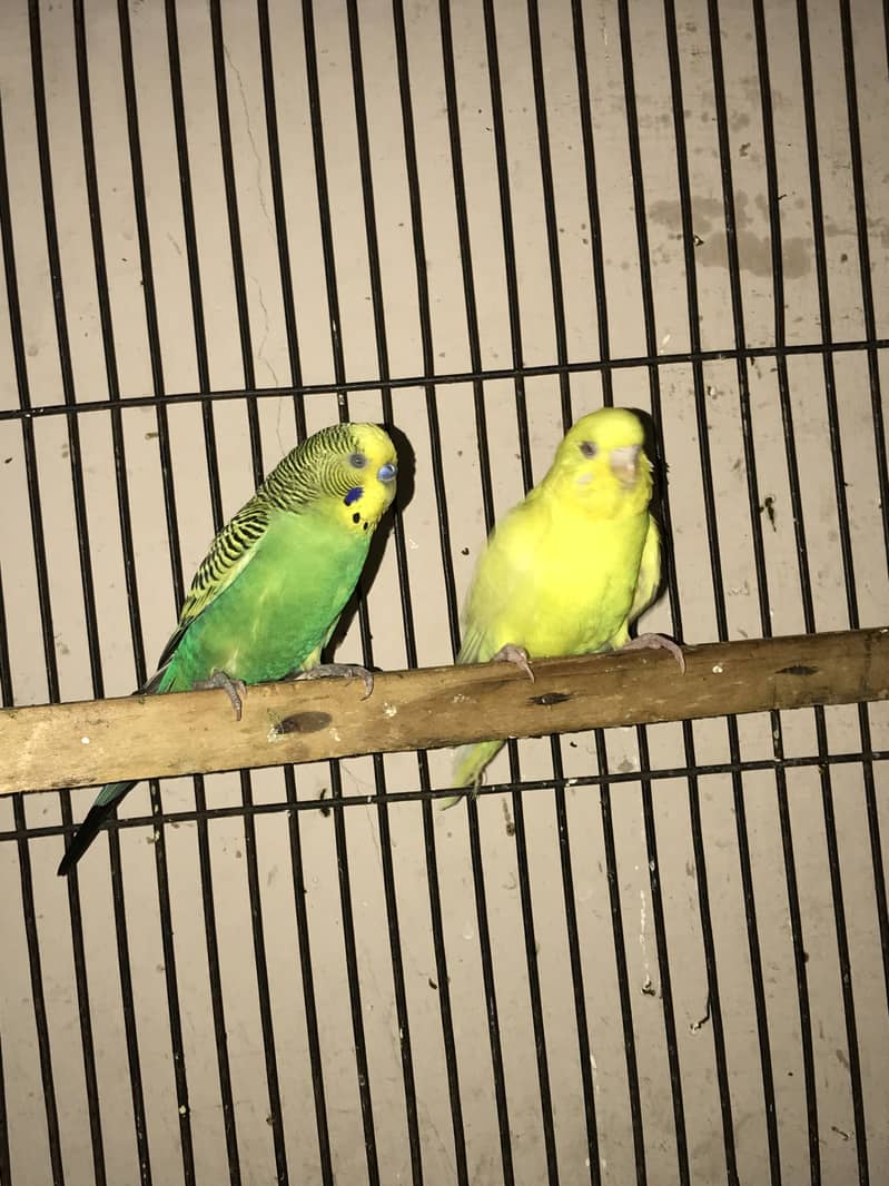 Fellow breeder pair 6