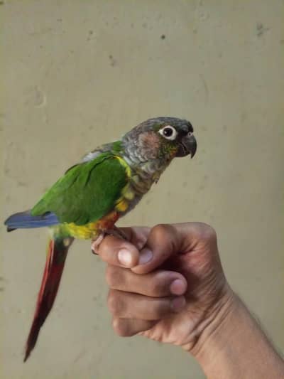 green chick conure