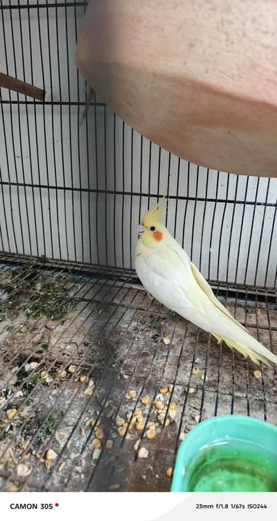 cocktail male active & healthy